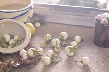 Ca-phao-Vietnamese-ingredients-porfolio-egret-grass-food-stylist
