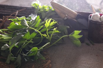 Rau-lang-Vietnamese-ingredients-porfolio-egret-grass-food-stylist
