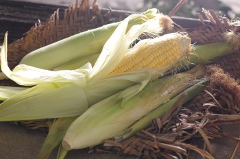 trai-bap-Vietnamese-ingredients-porfolio-egret-grass-food-stylist