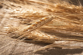 Lua-mi-porfolio-egret-grass-food-stylist