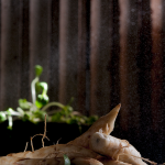 cu-dong-Vietnamese-ingredients-porfolio-egret-grass-food-stylist